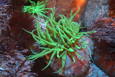 Fluorescent snakelocks